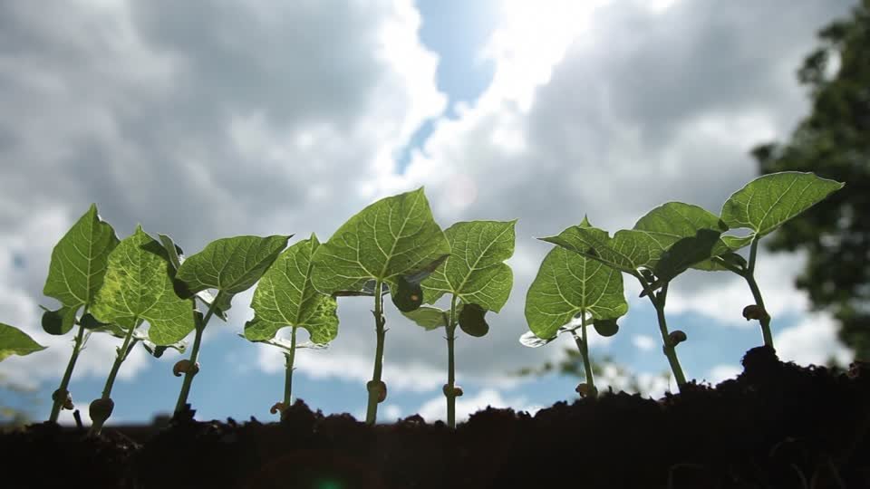 growth.jpg