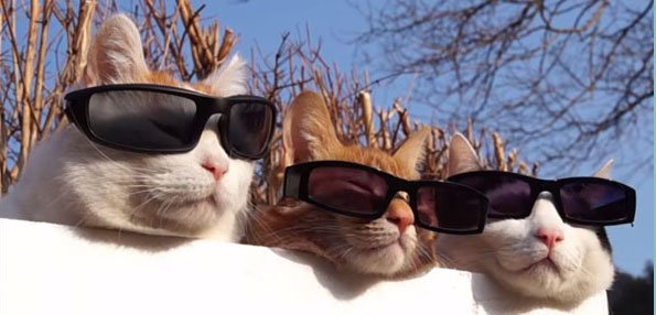 coolcats.jpg
